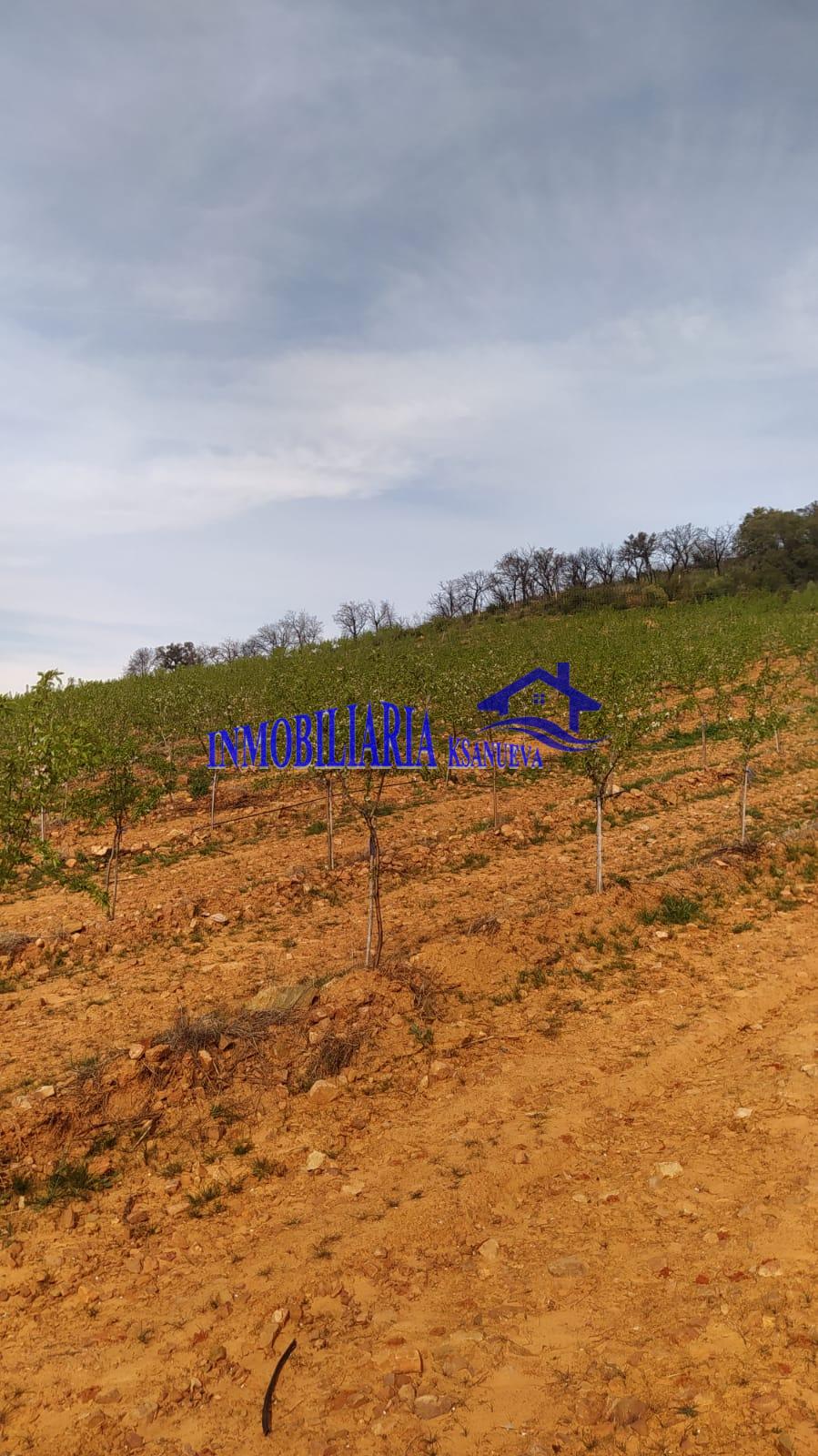 Venta de finca rústica en Córdoba