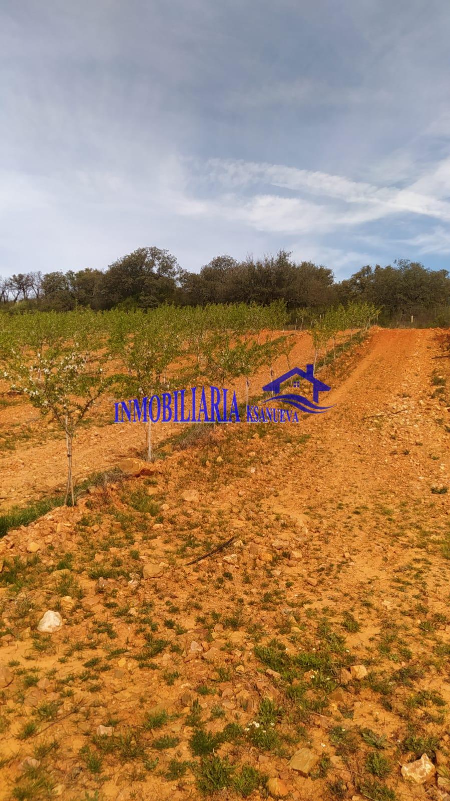 Venta de finca rústica en Córdoba