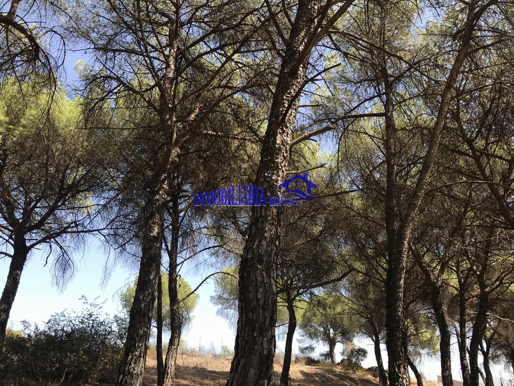 For sale of land in Córdoba