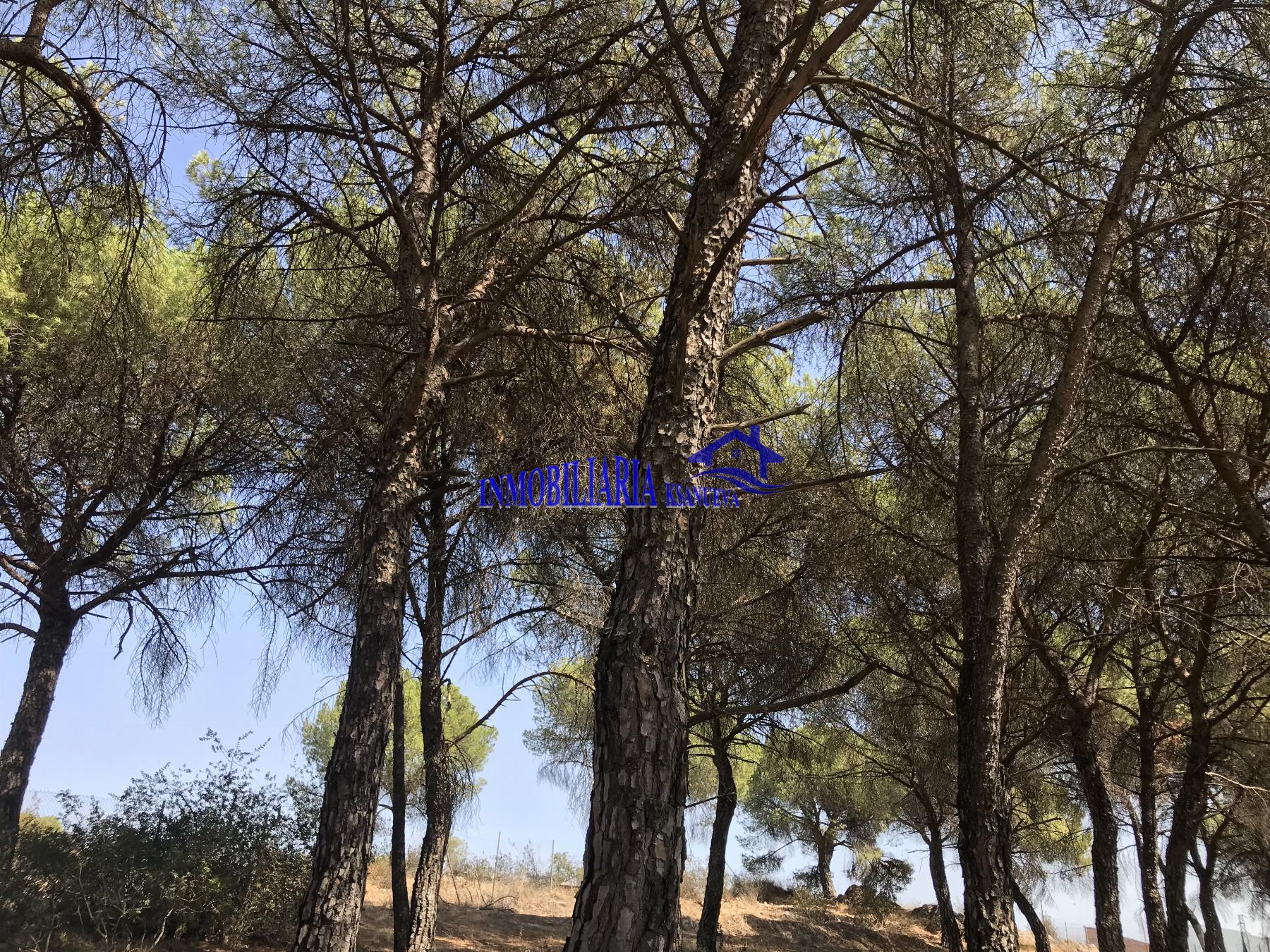 For sale of land in Córdoba