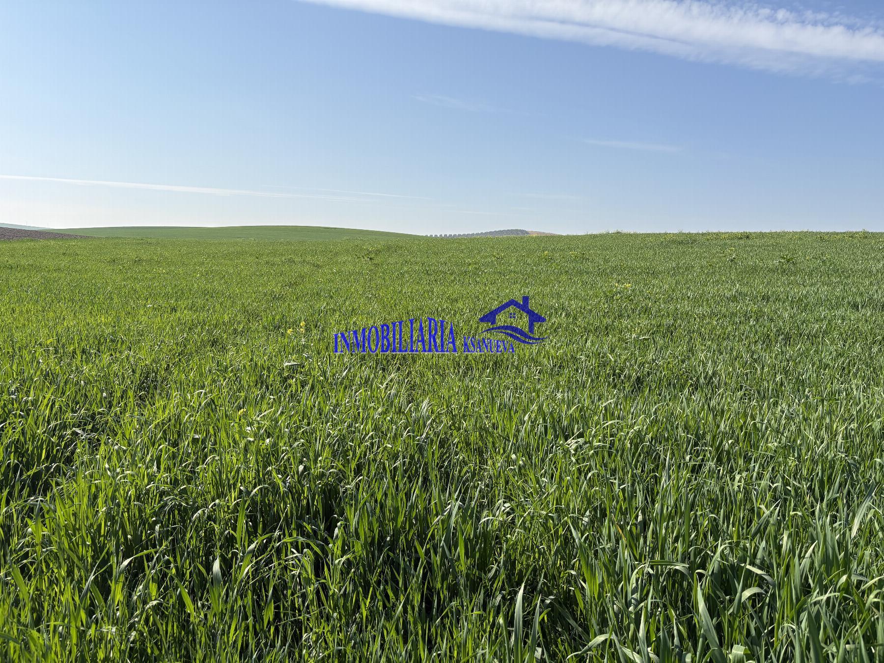 Venta de finca rústica en Córdoba