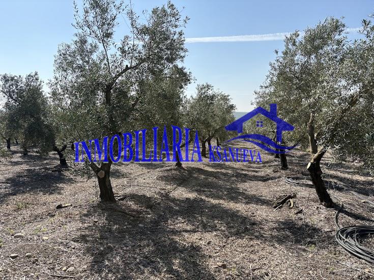 Venta de finca rústica en Córdoba