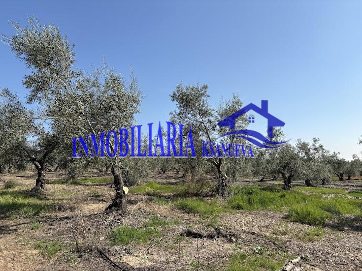 Venta de finca rústica en Córdoba