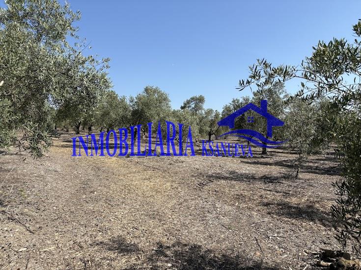 Venta de finca rústica en Córdoba