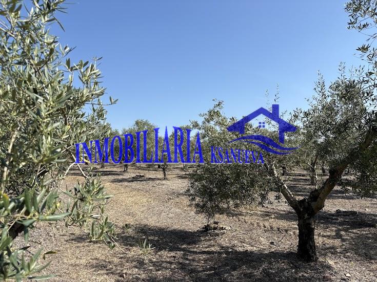 Venta de finca rústica en Córdoba