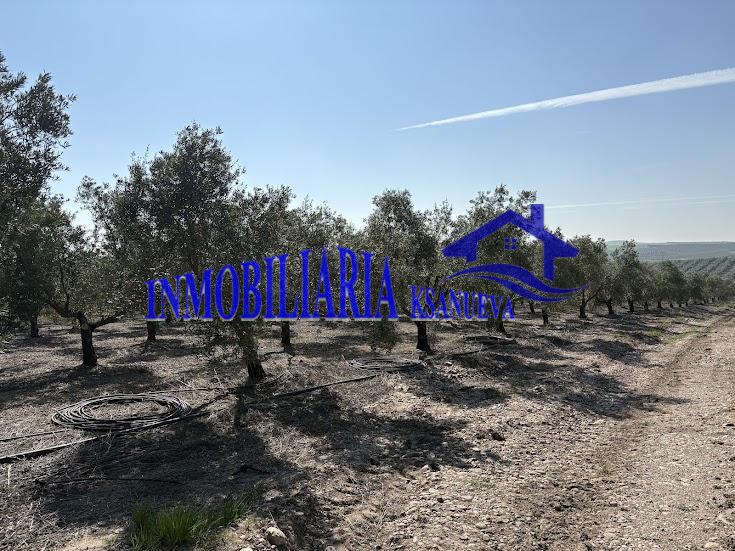 Venta de finca rústica en Córdoba