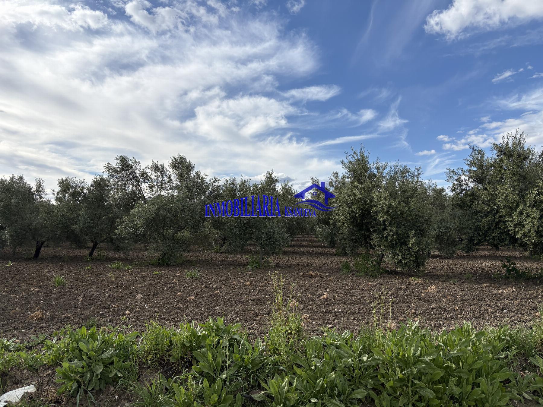 Venta de finca rústica en Córdoba
