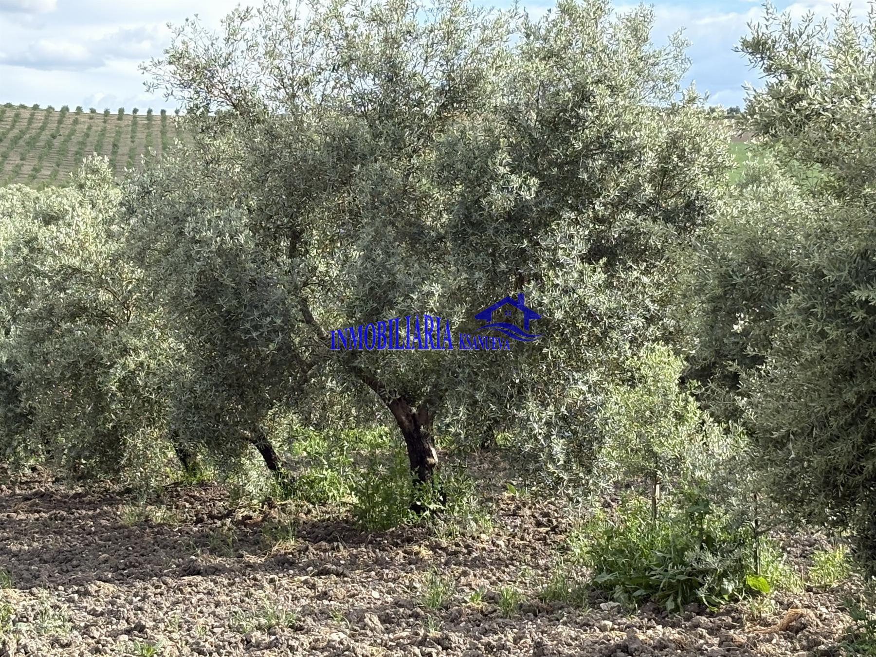 Venta de finca rústica en Córdoba
