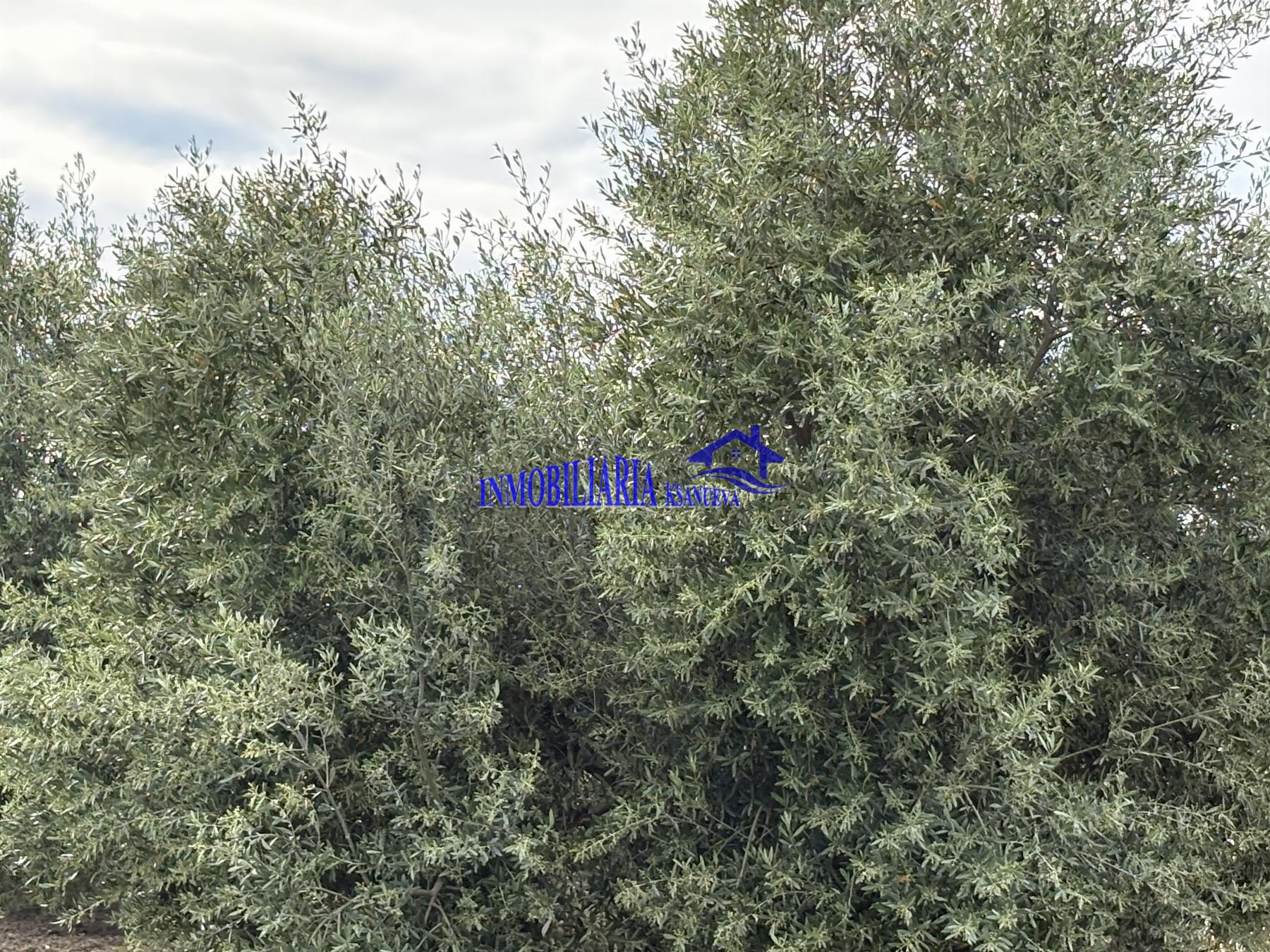 Venta de finca rústica en Córdoba