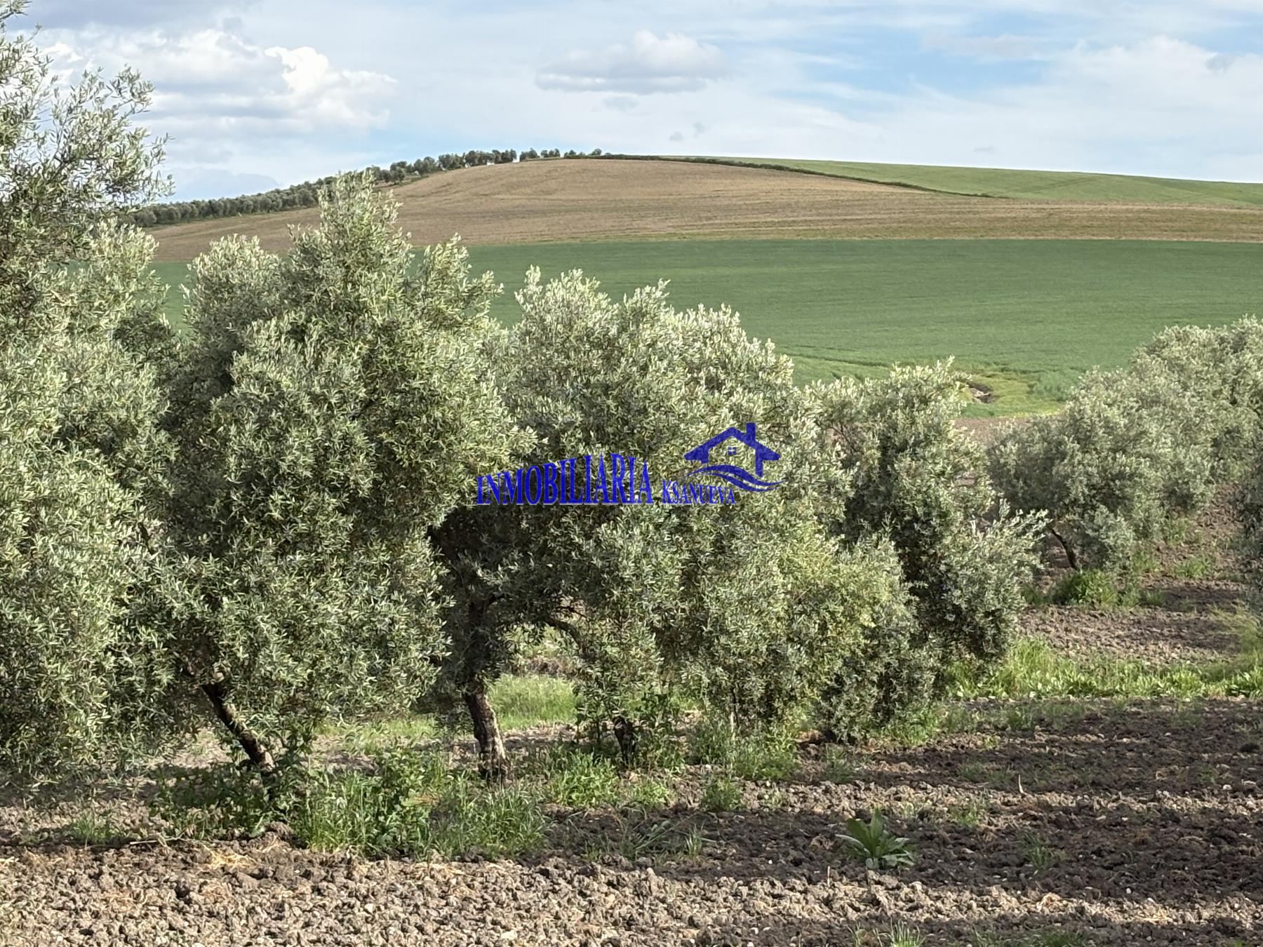 Venta de finca rústica en Córdoba