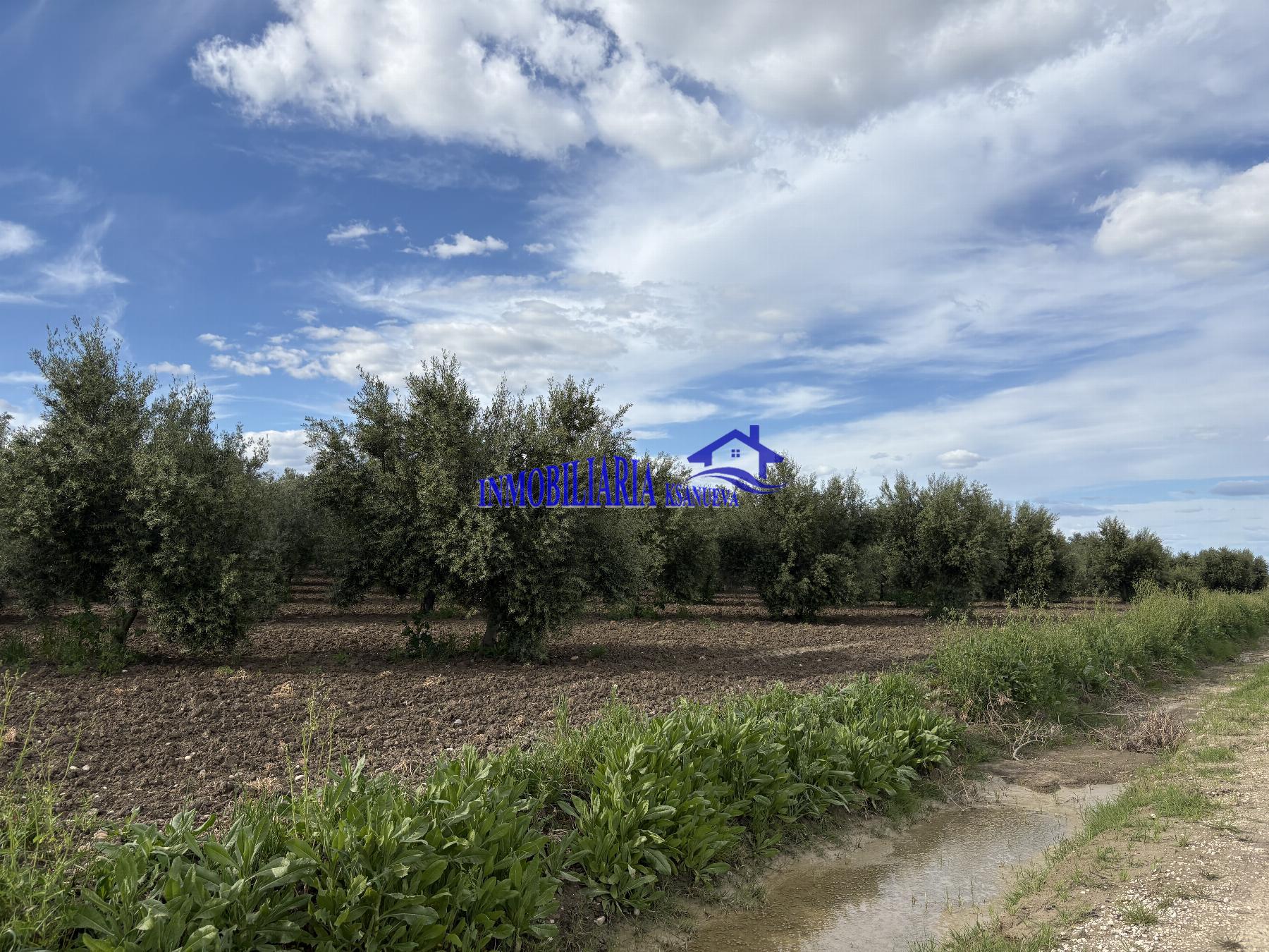 Venta de finca rústica en Córdoba