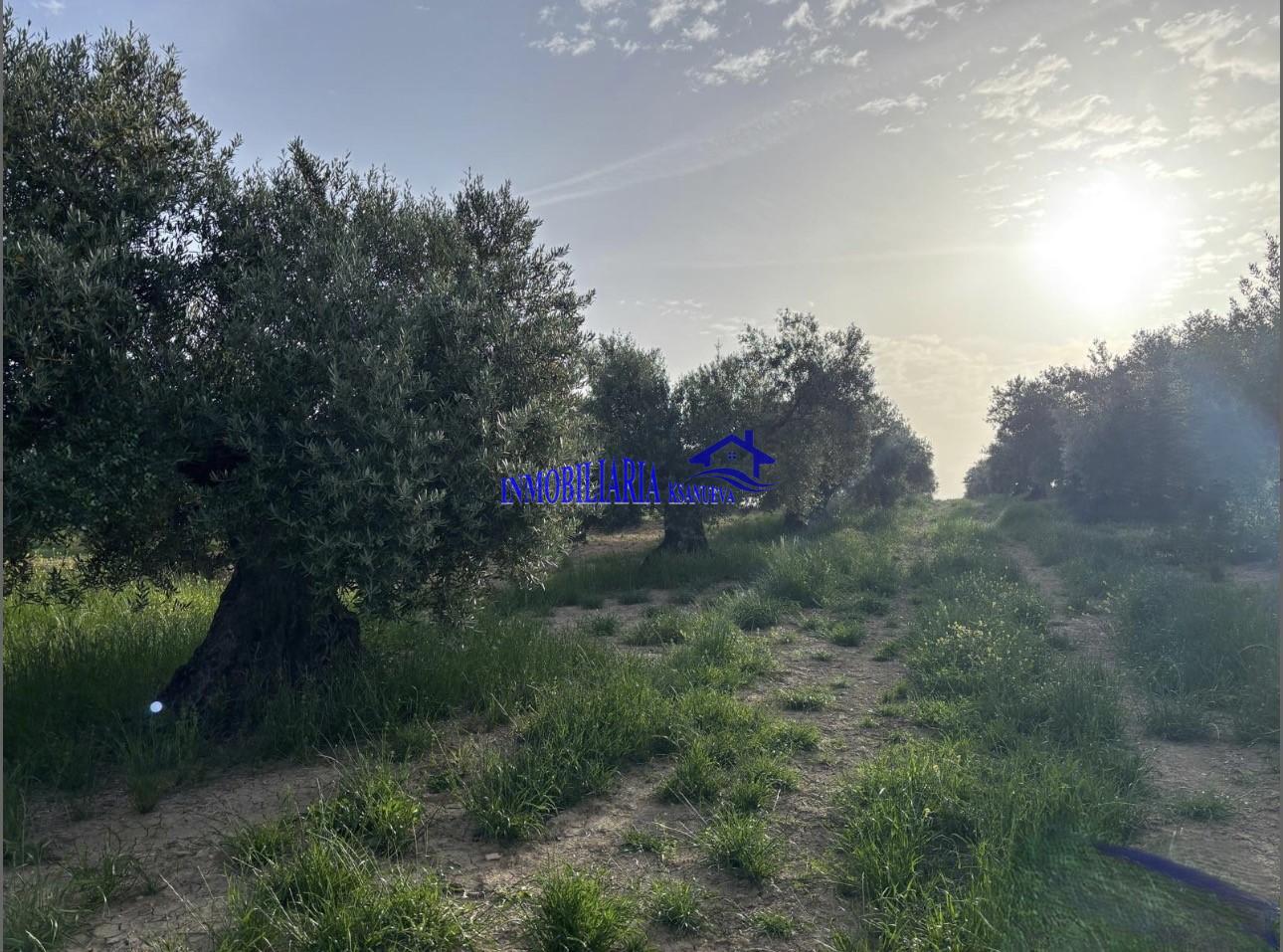Venta de finca rústica en Córdoba