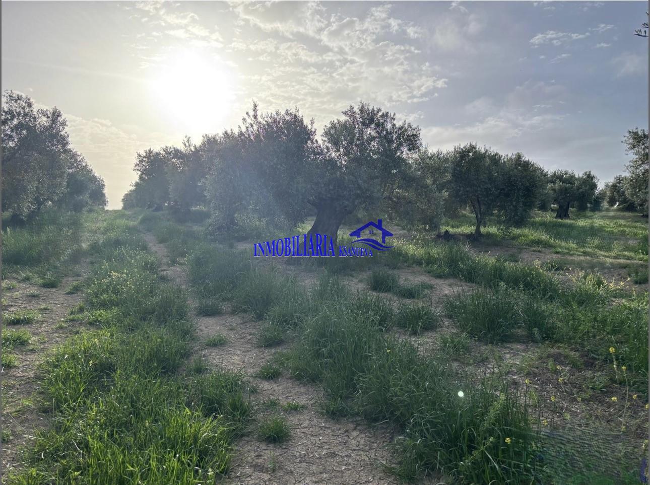 Venta de finca rústica en Córdoba