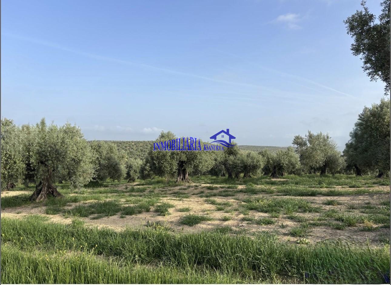 Venta de finca rústica en Córdoba