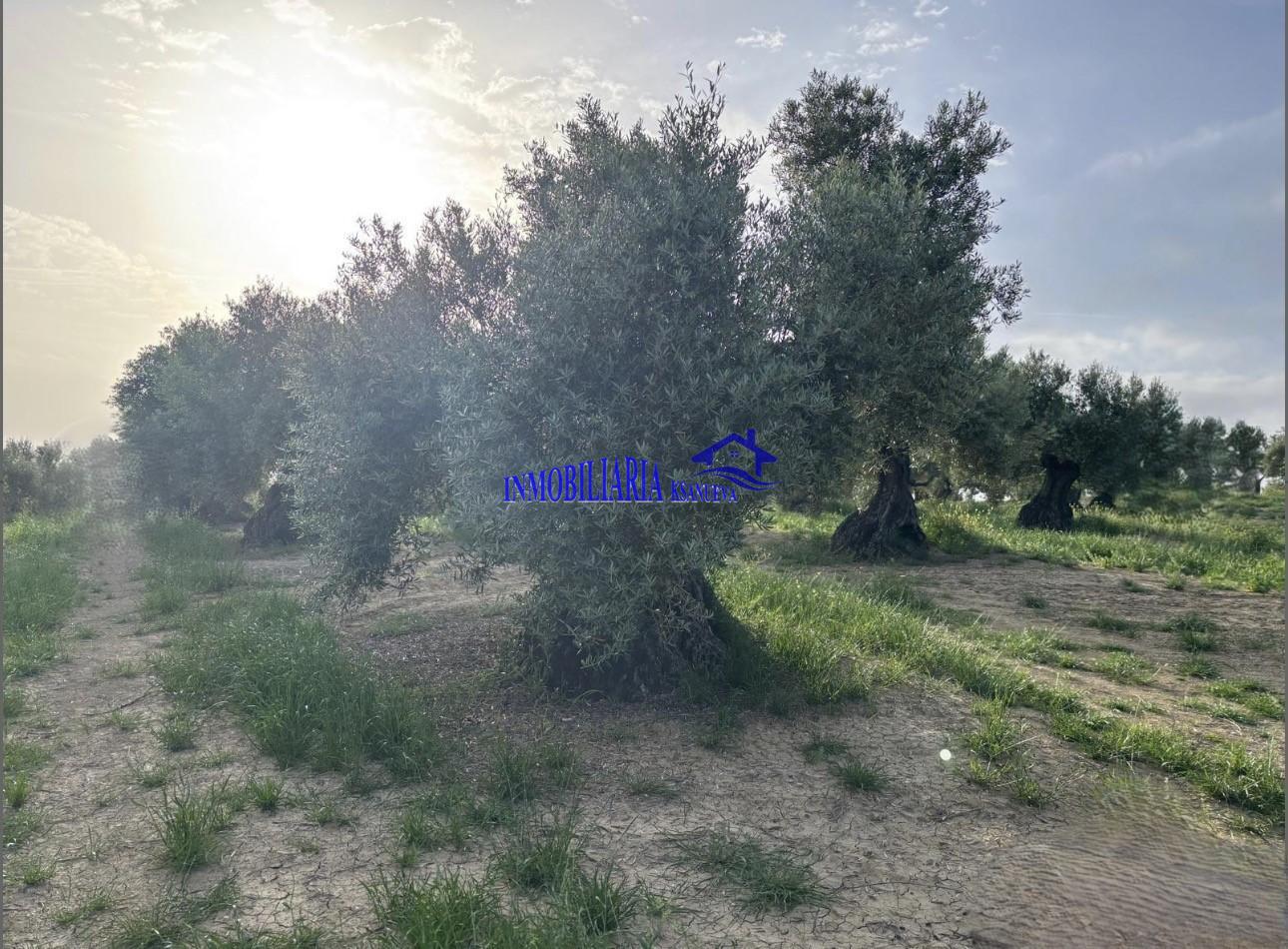 Venta de finca rústica en Córdoba