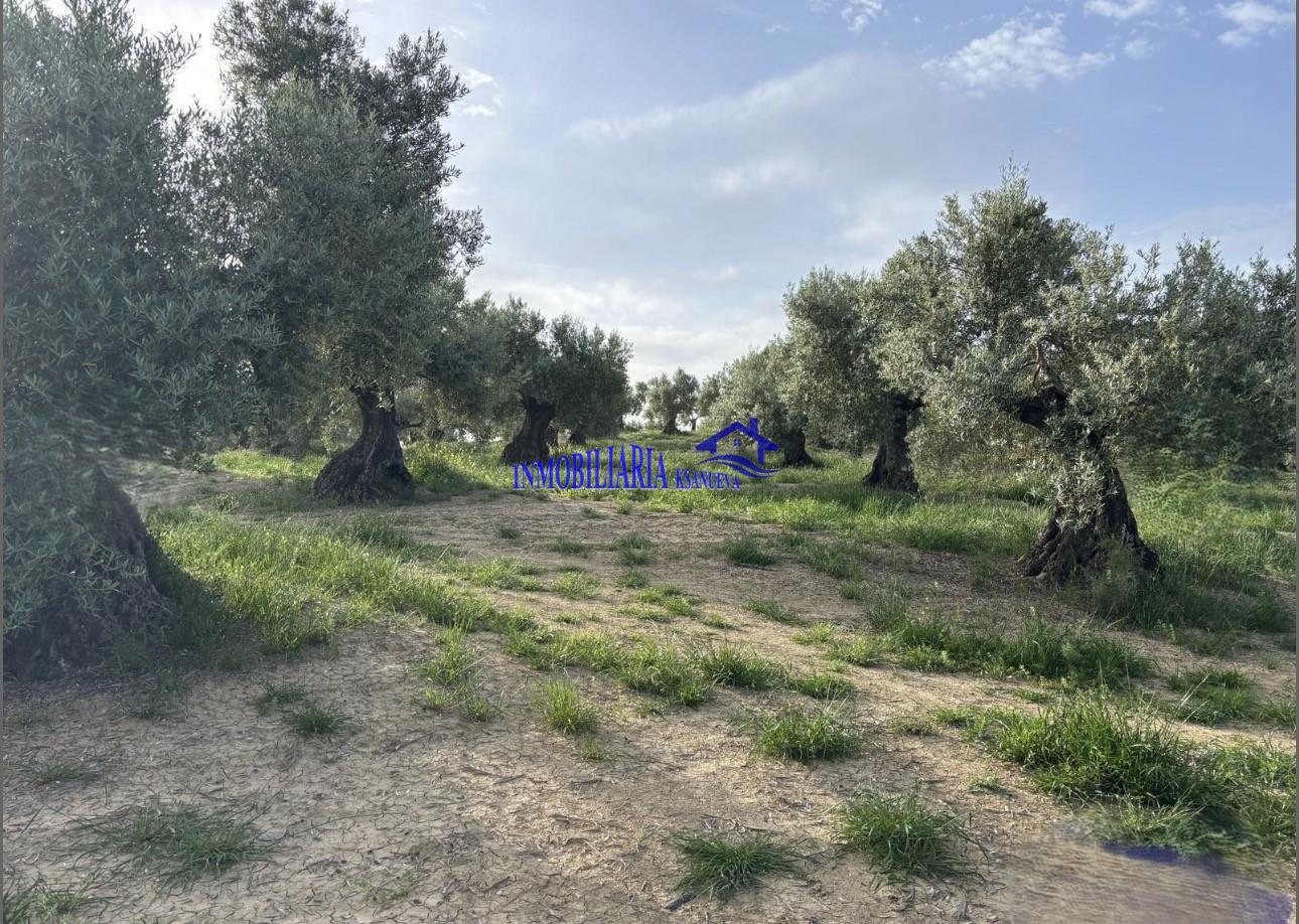 Venta de finca rústica en Córdoba