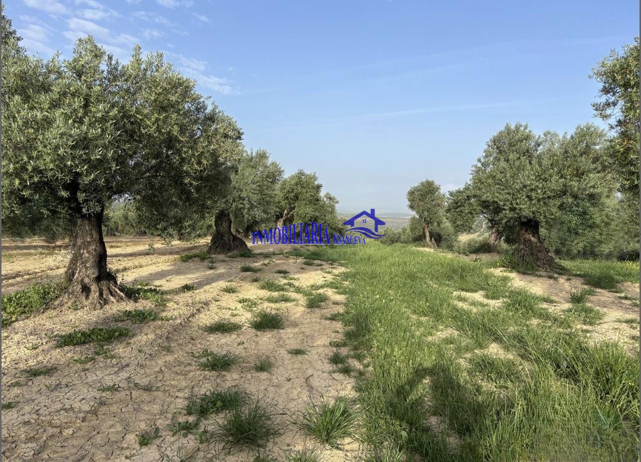 Venta de finca rústica en Córdoba