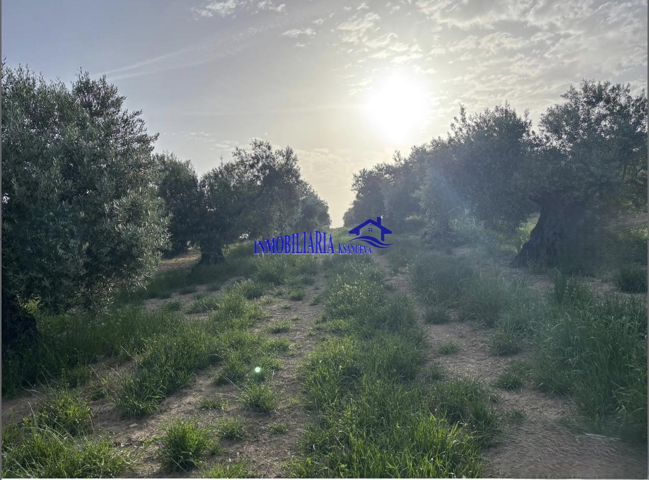 Venta de finca rústica en Córdoba