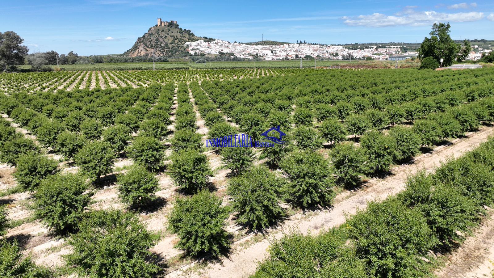 Venta de finca rústica en Córdoba