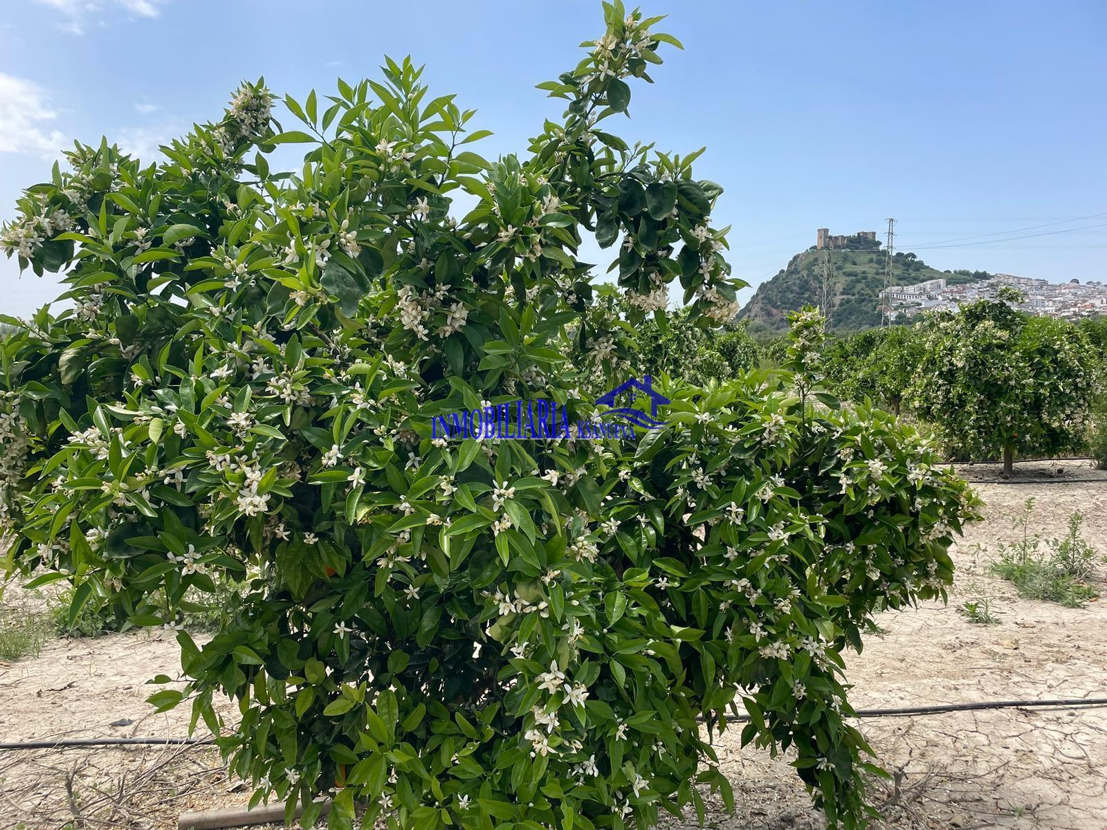 Venta de finca rústica en Córdoba