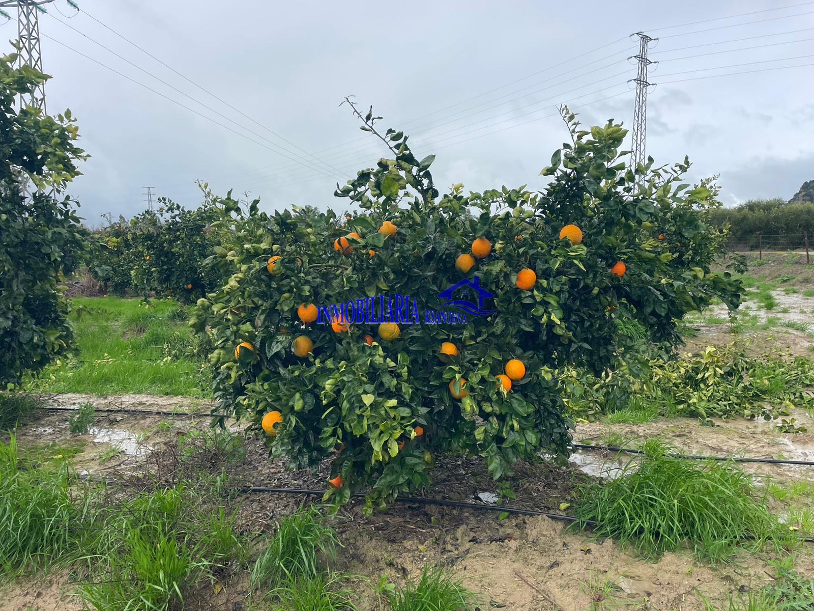 Venta de finca rústica en Córdoba