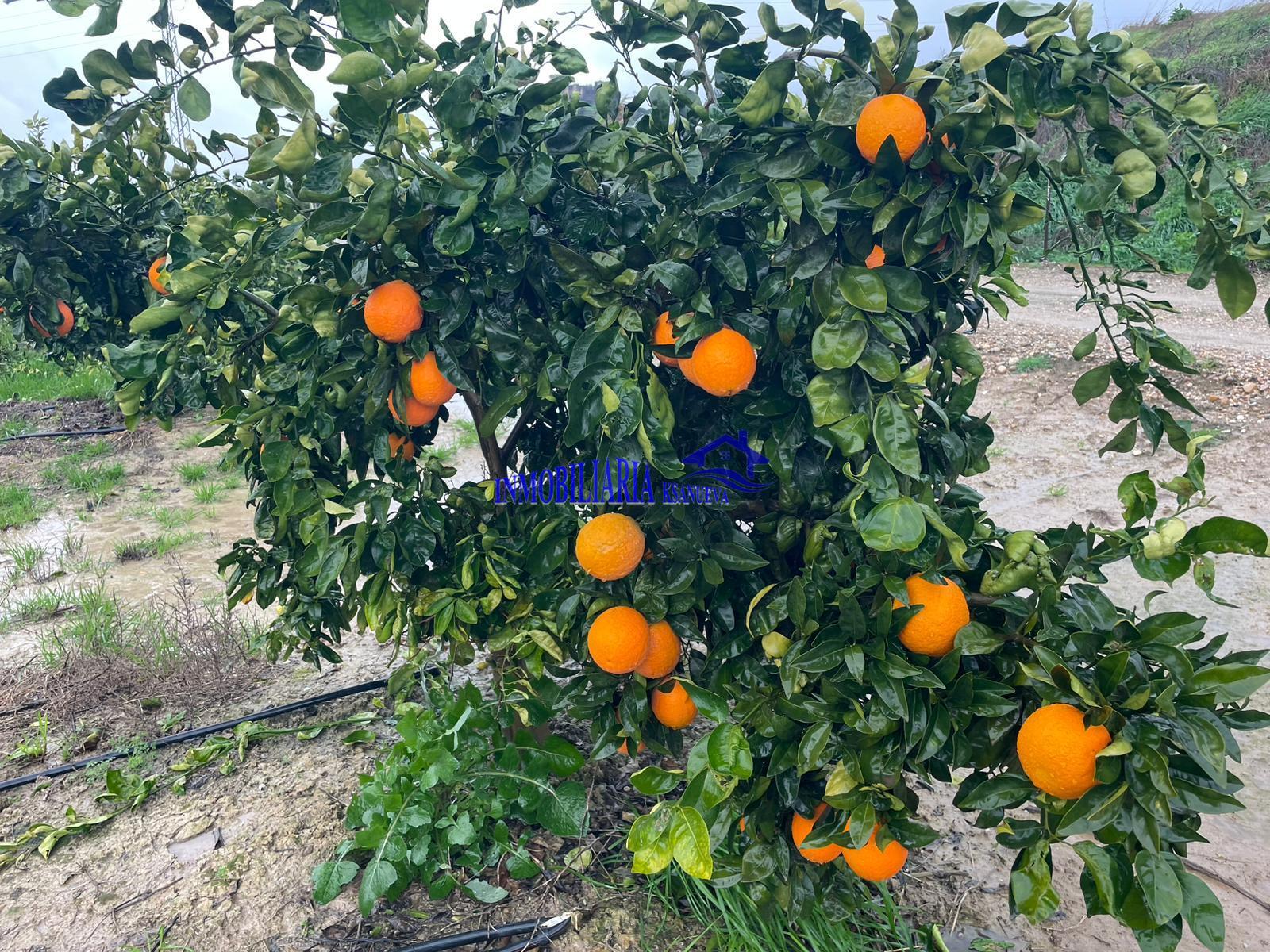 Venta de finca rústica en Córdoba