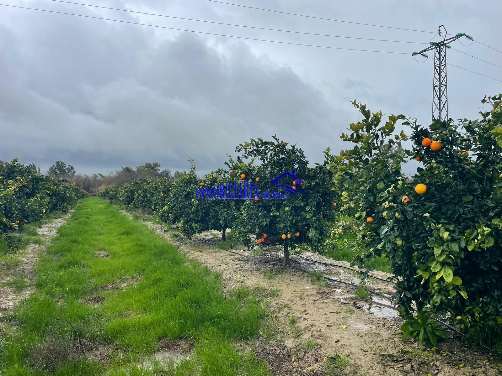 Venta de finca rústica en Córdoba