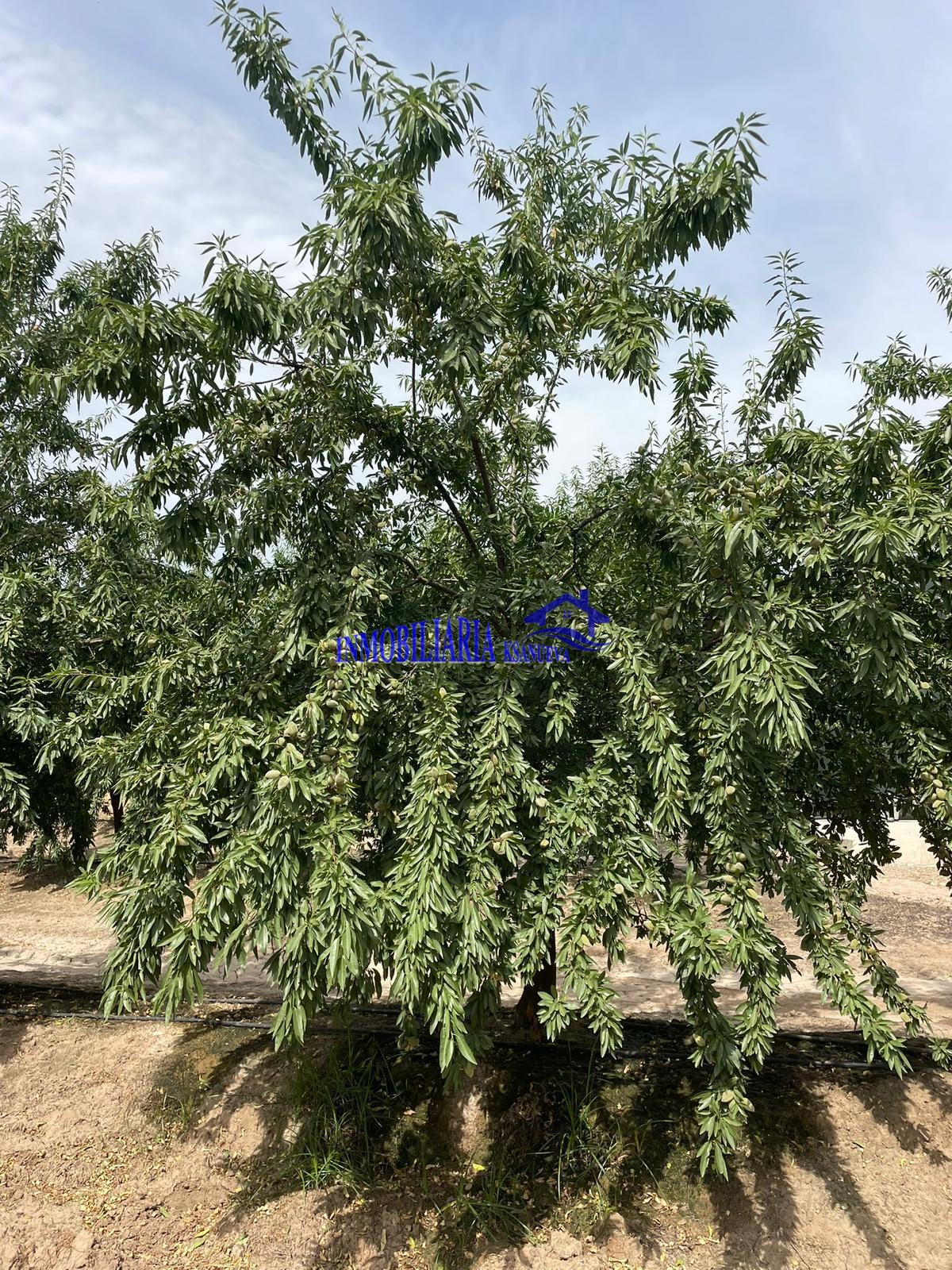 Venta de finca rústica en Córdoba