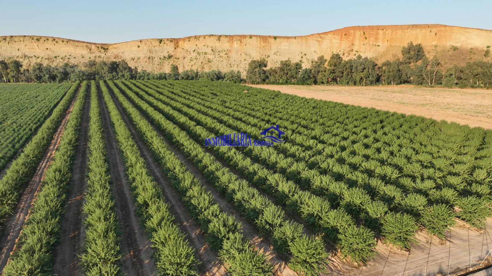 Venta de finca rústica en Córdoba