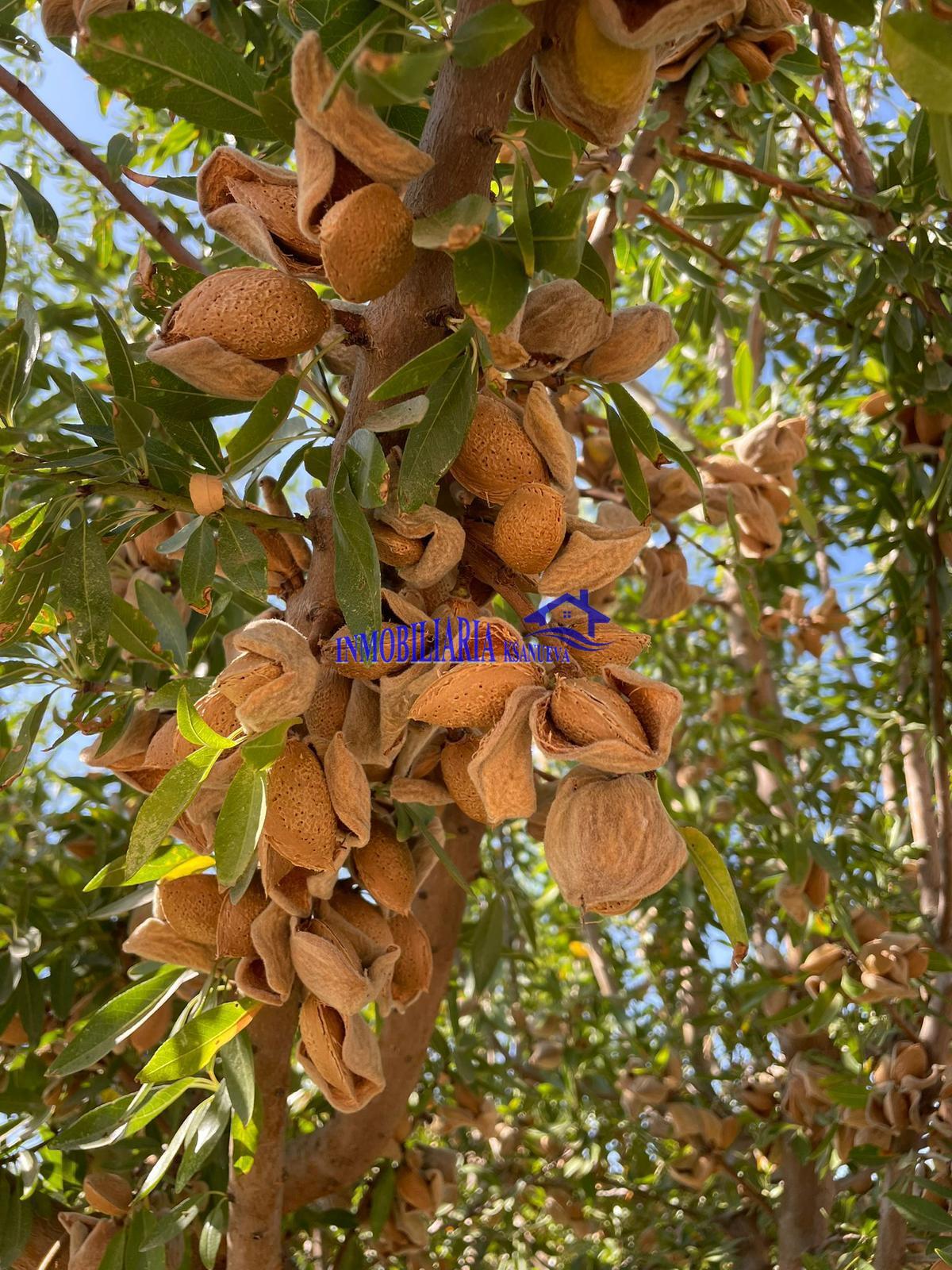 Venta de finca rústica en Córdoba
