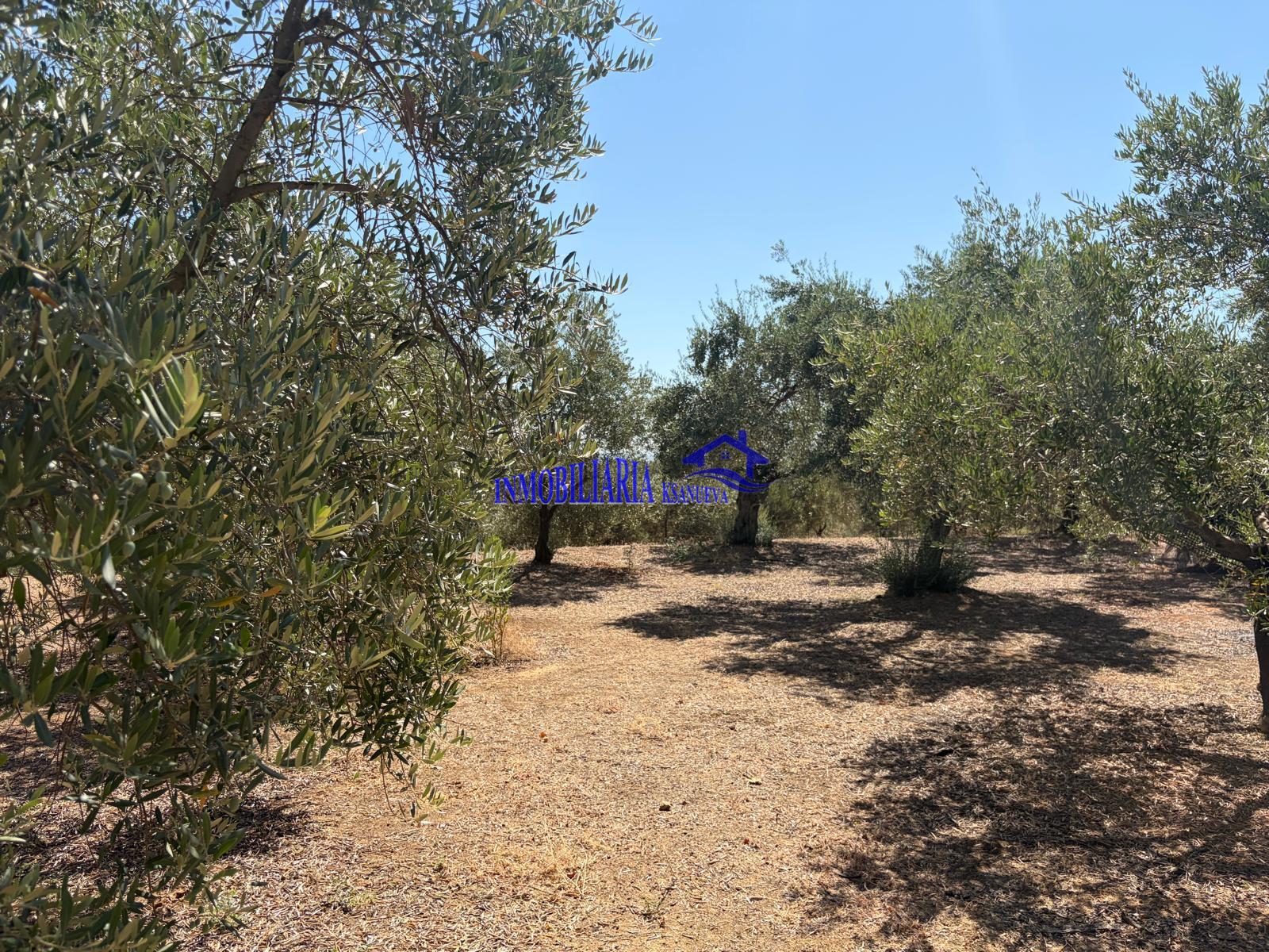 Venta de finca rústica en Córdoba