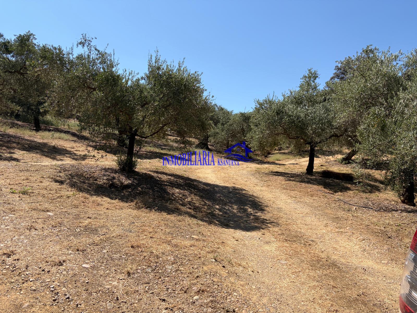 Venta de finca rústica en Córdoba