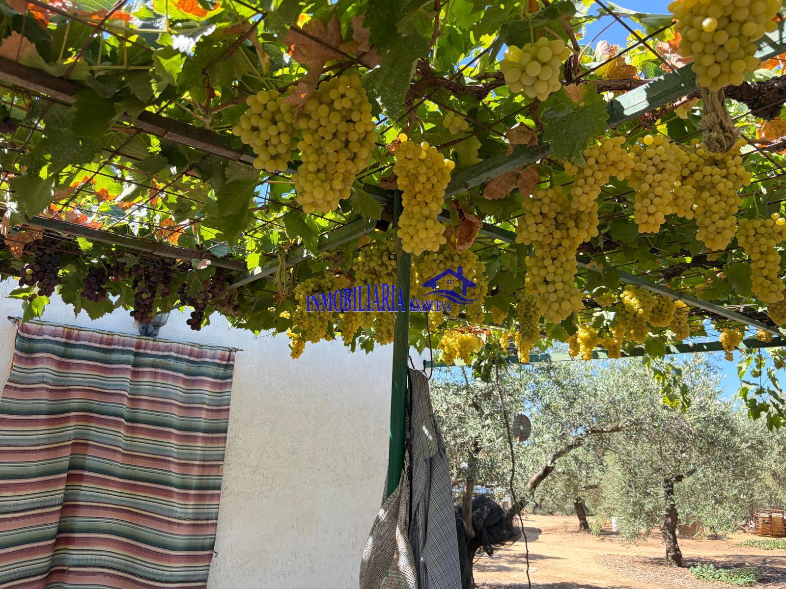 Venta de finca rústica en Córdoba