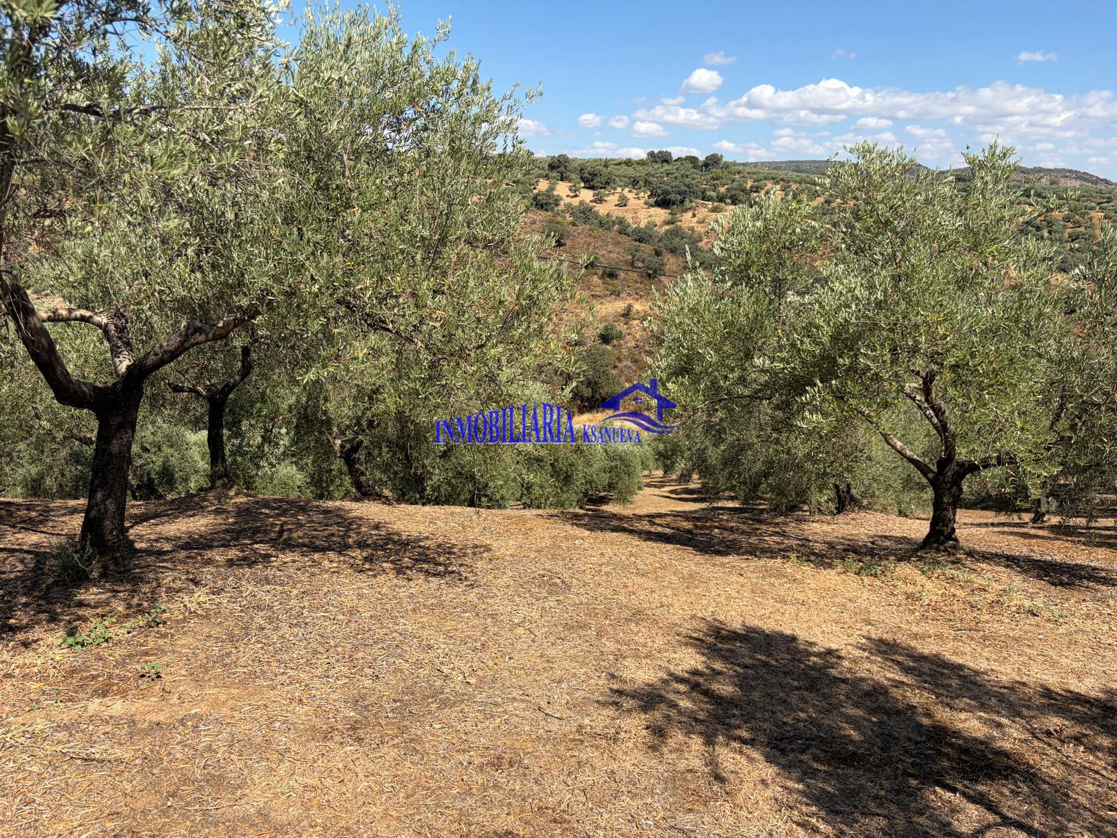 Venta de finca rústica en Córdoba