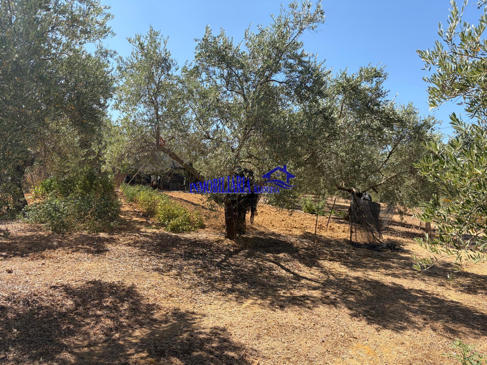 Venta de finca rústica en Córdoba