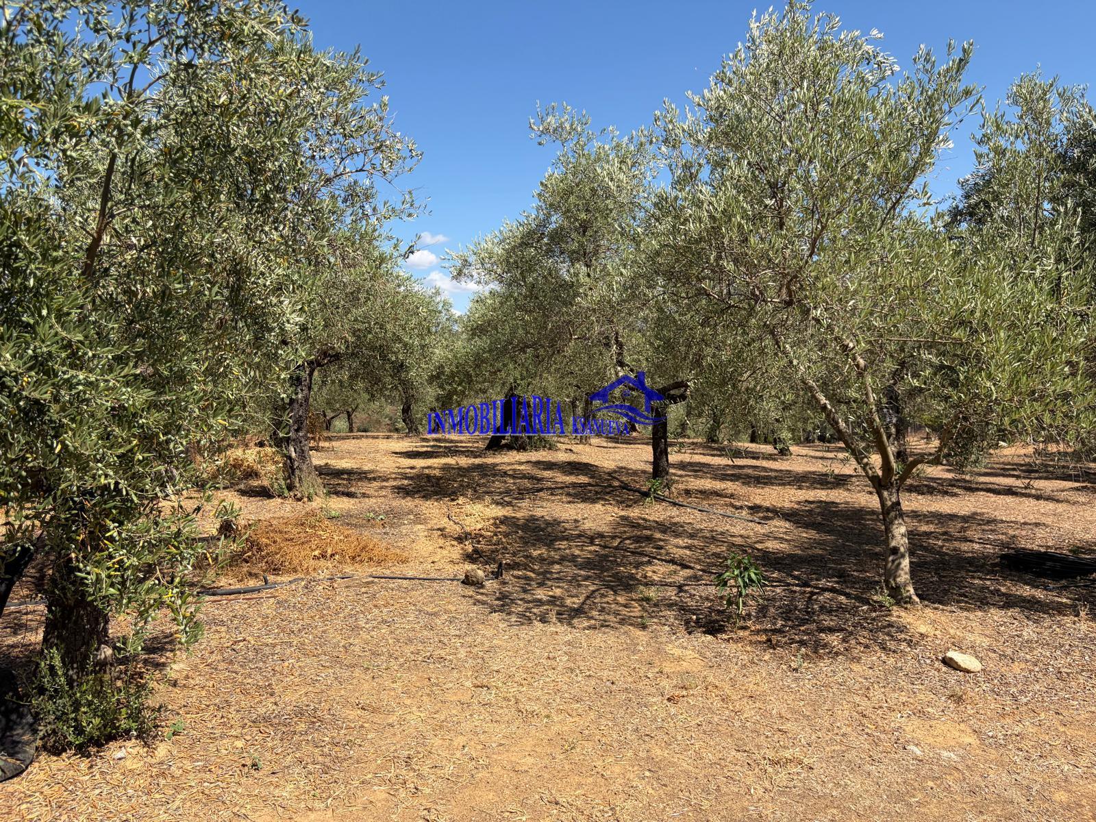 Venta de finca rústica en Córdoba