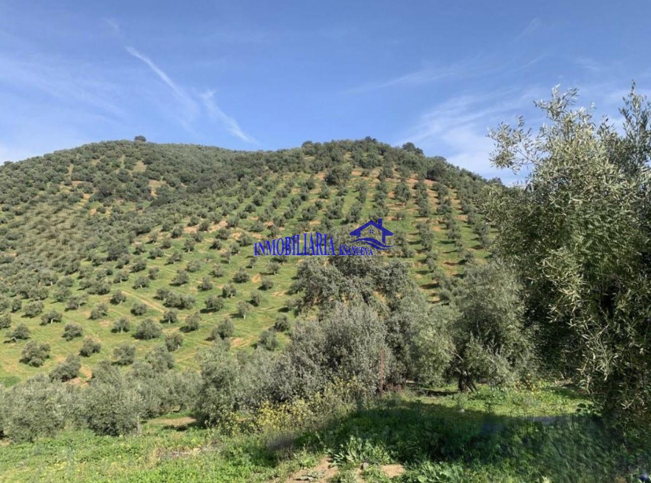 Venta de finca rústica en Córdoba
