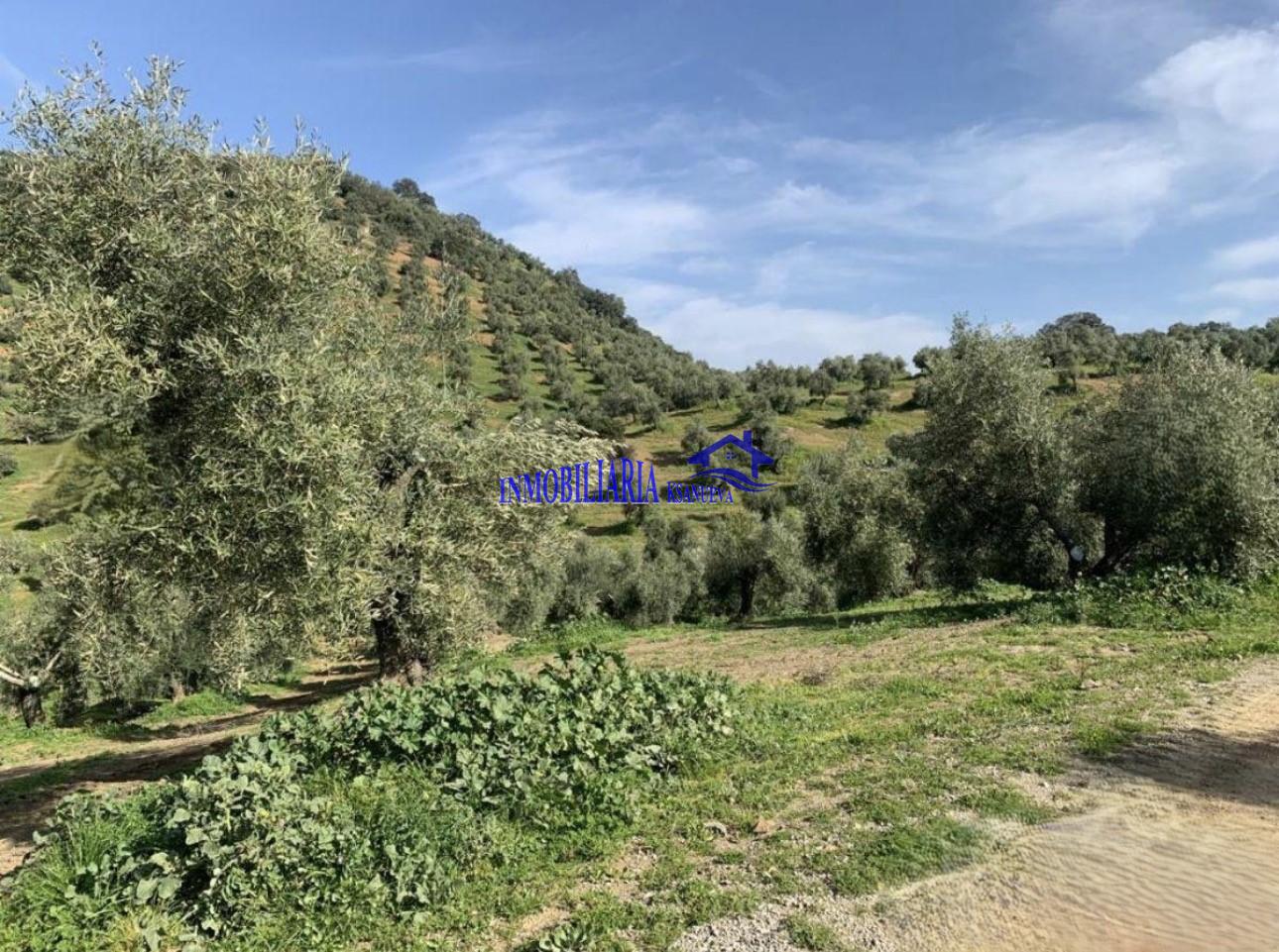 Venta de finca rústica en Córdoba
