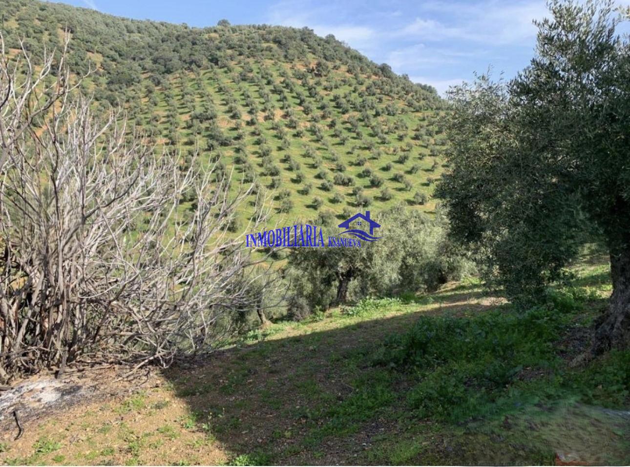 Venta de finca rústica en Córdoba