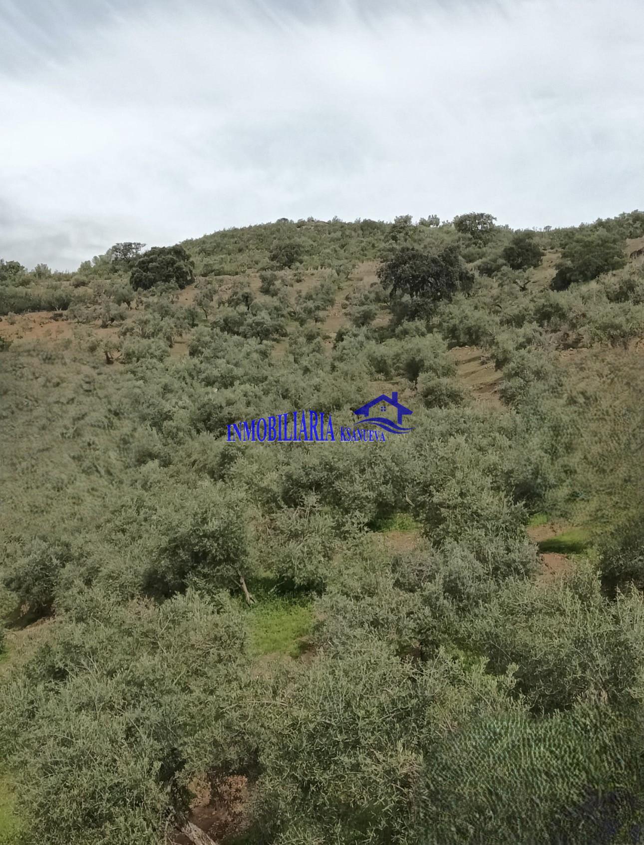 Venta de finca rústica en Córdoba