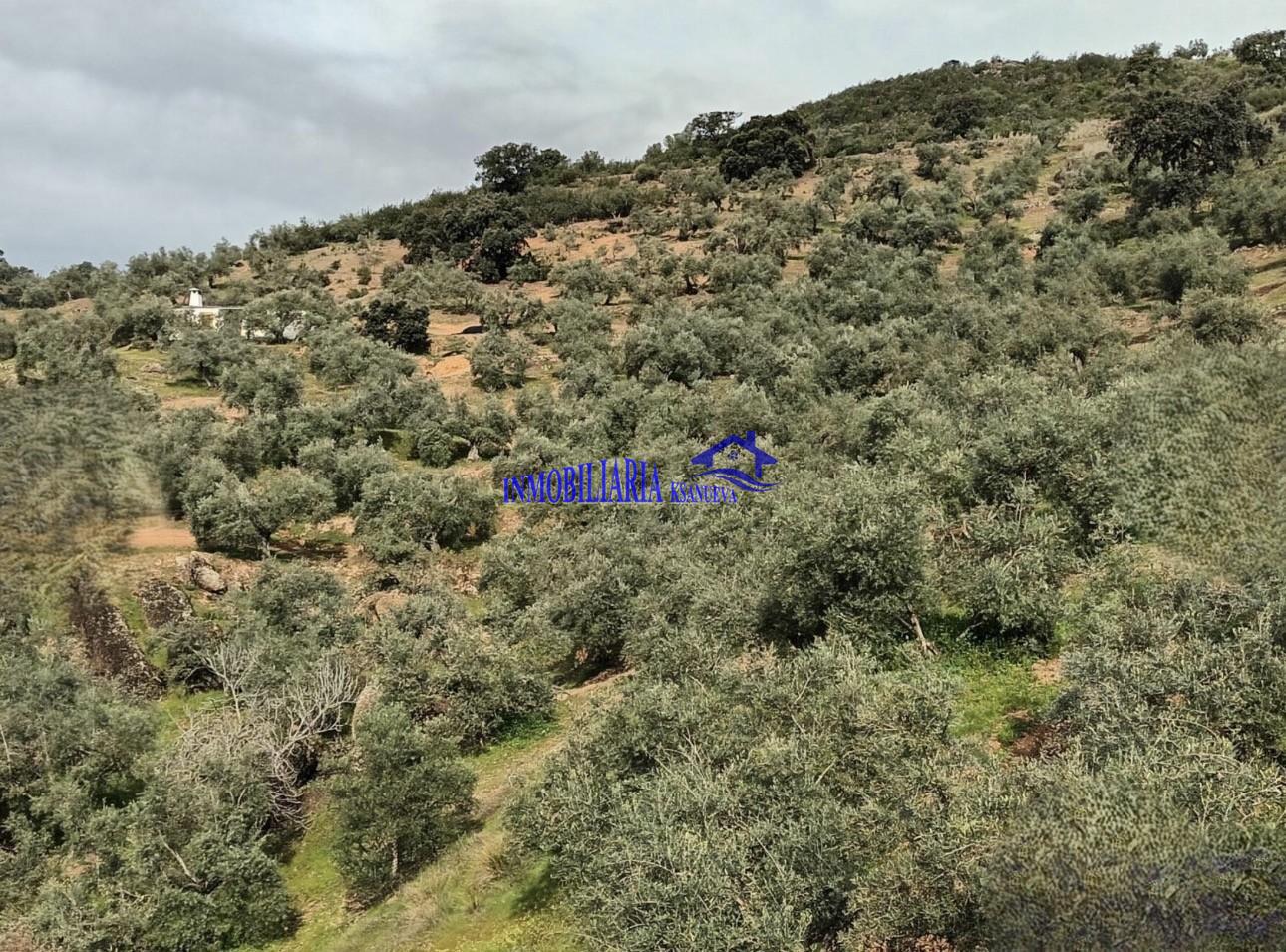 Venta de finca rústica en Córdoba