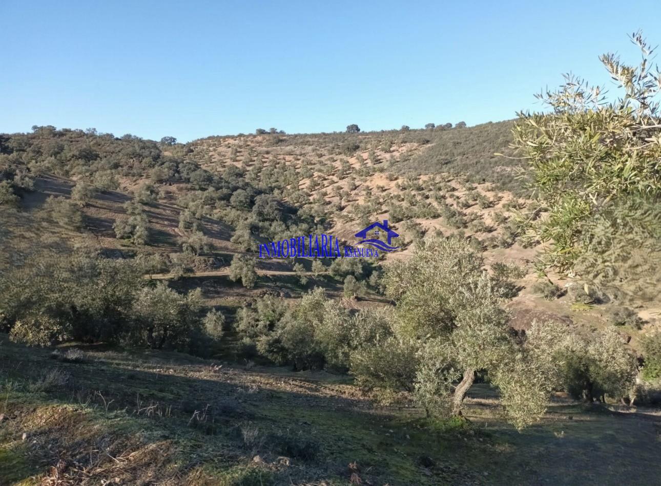 Venta de finca rústica en Córdoba
