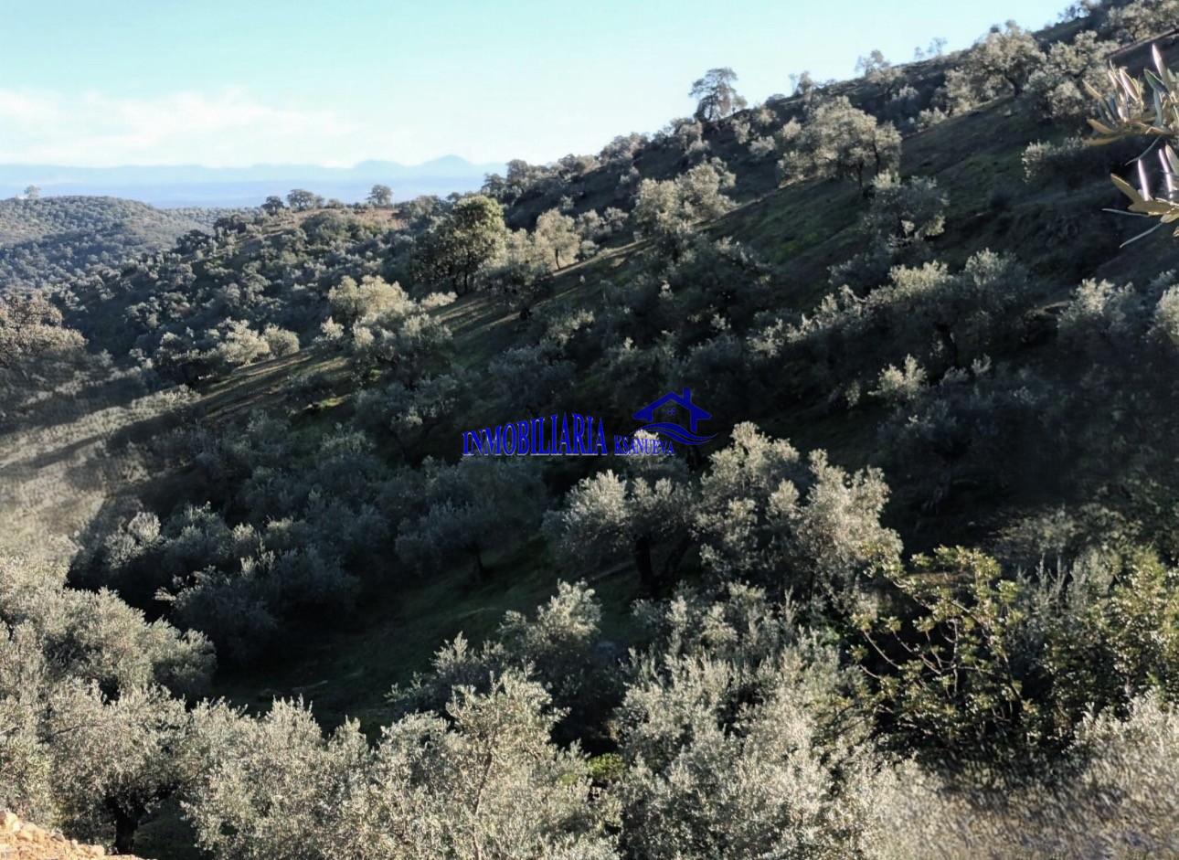 Venta de finca rústica en Córdoba