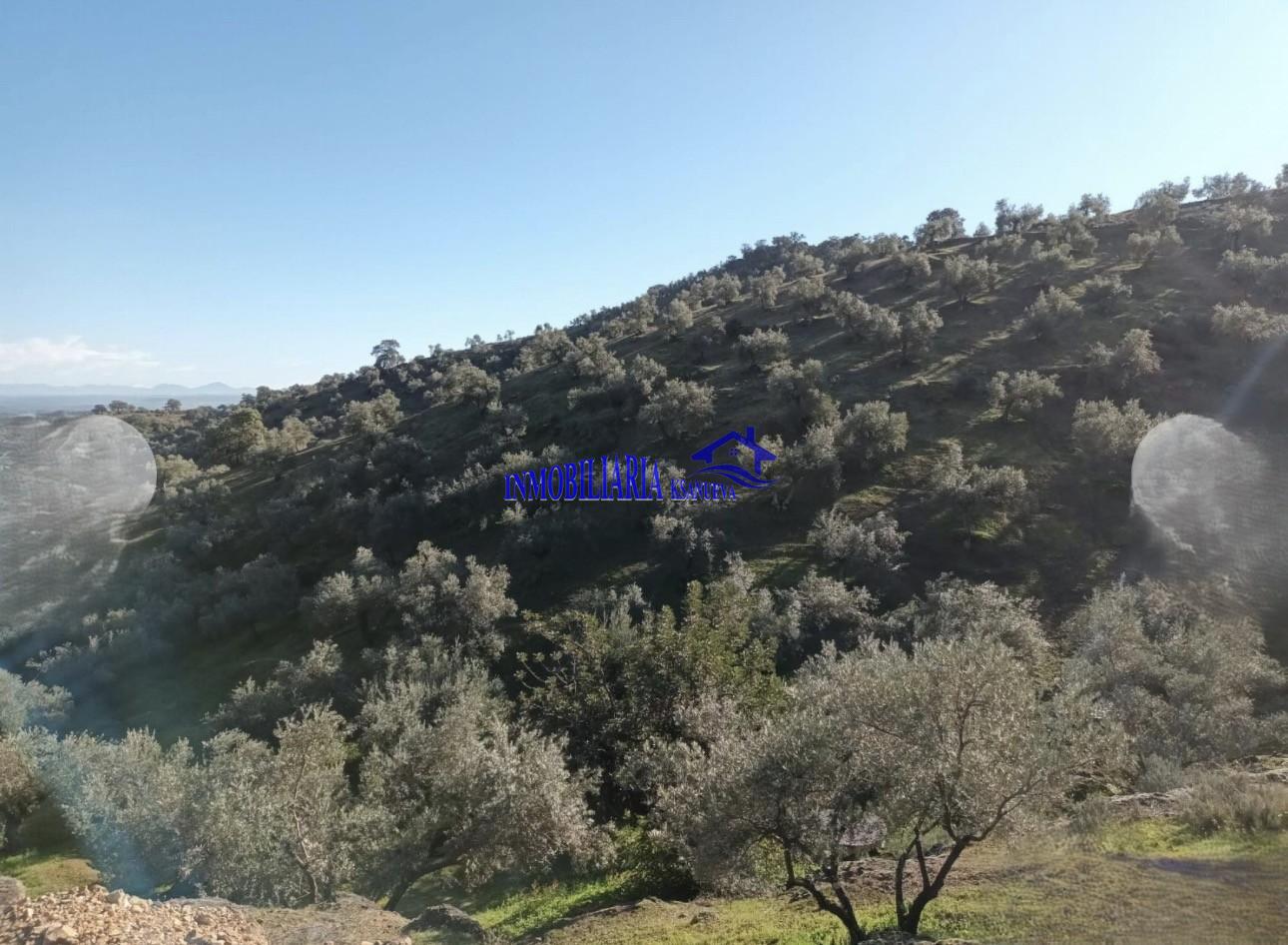 Venta de finca rústica en Córdoba
