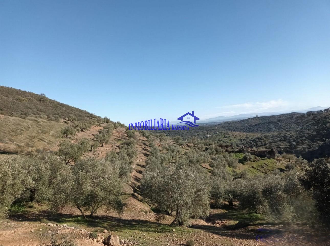Venta de finca rústica en Córdoba