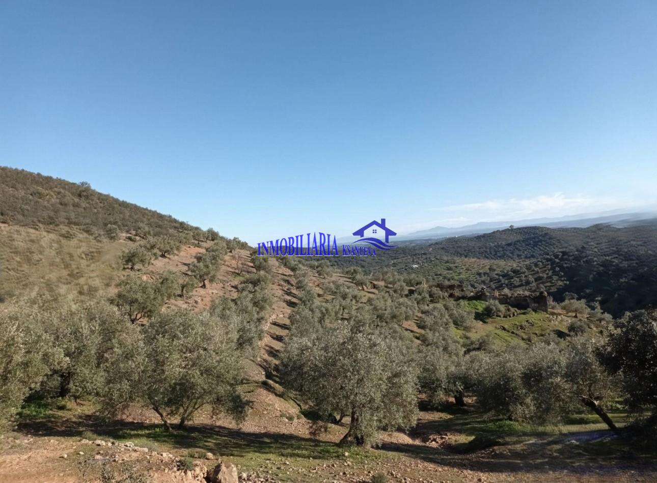 Venta de finca rústica en Córdoba