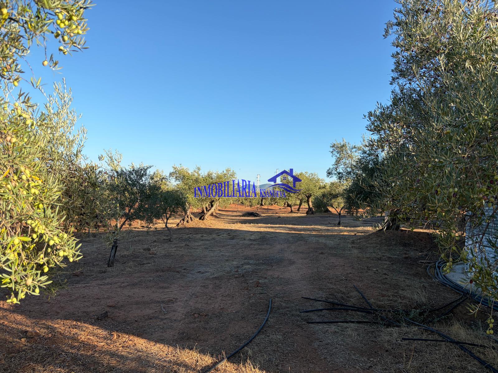 Venta de finca rústica en Córdoba