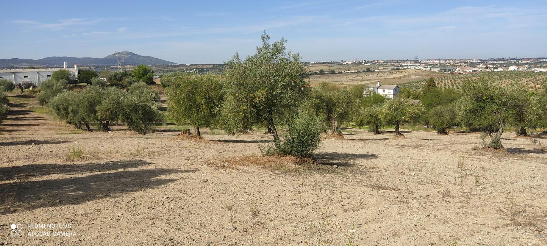 Venta de finca rústica en Mérida