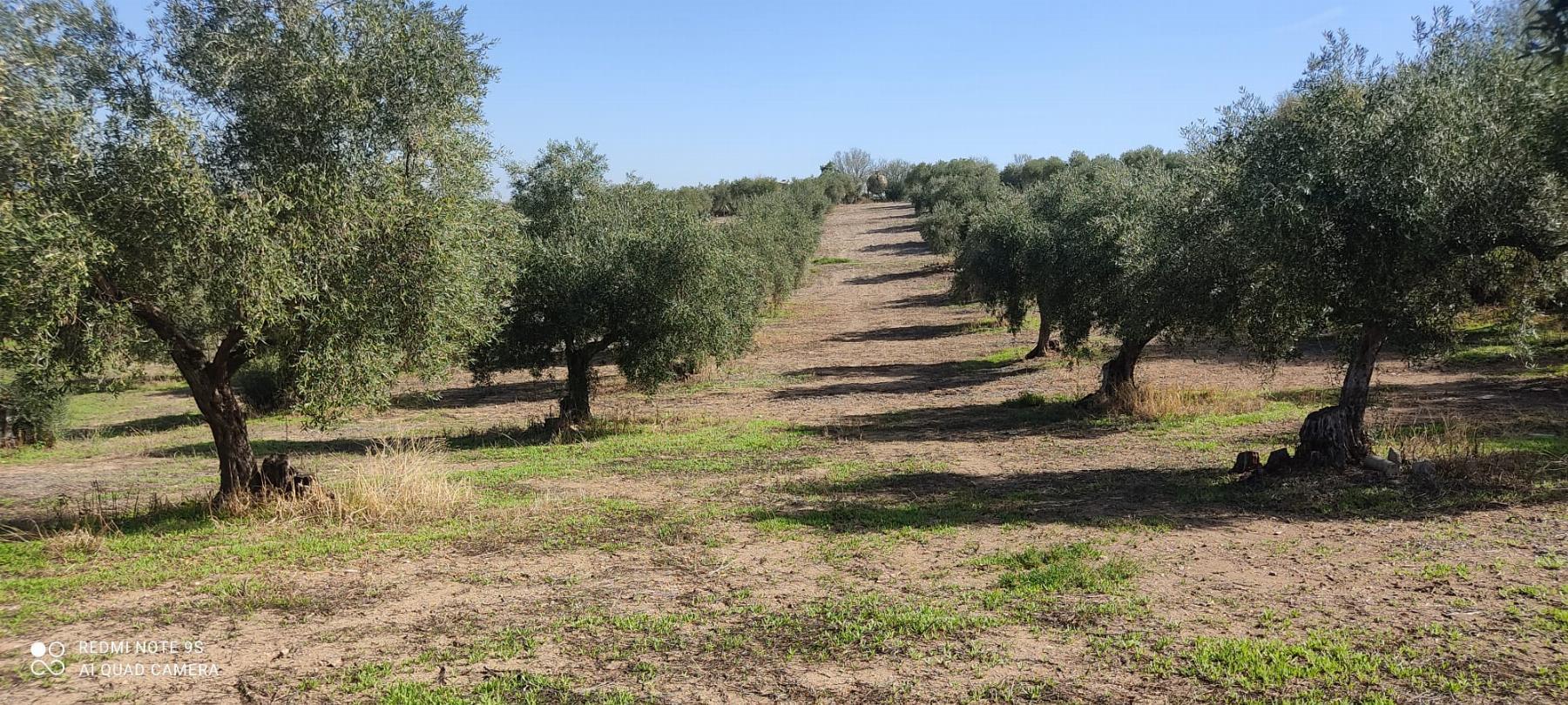 Venta de finca rústica en Mérida