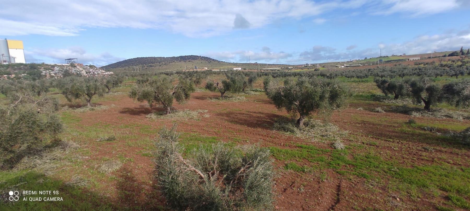 For sale of rural property in Mérida